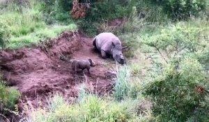 Un bébé rhinocéros essaie de réveiller sa mère morte
