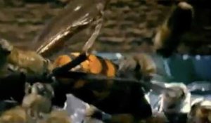 Un frelon tue une abeille et se fait punir par la ruche