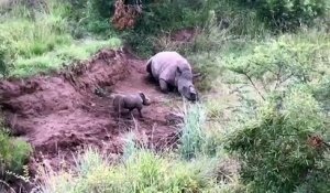 Ce bébé rhinocéros veut réveiller sa maman morte... Tellement triste