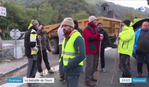 Pyrénées : bataille autour de la réintroduction de l'ours
