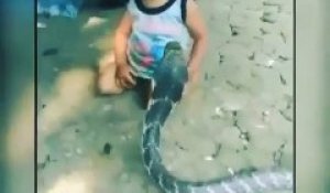 Ce jeune enfant joue avec un cobra très dangereux... Même pas peur du serpent