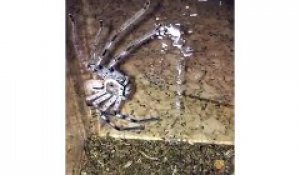 Cette araignée géante saute sur sa proie et c'est terrifiant : huntsman spider