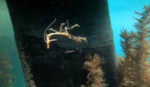 Des bébés hippocampes flottent dans la mer... Adorable
