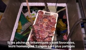 Les pêcheurs de Saint-Jacques partagés face au Brexit