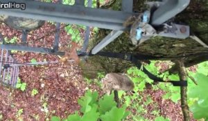 Un lynx curieux rend visite à des chasseurs dans un arbre