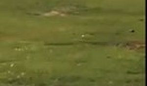 Un énorme alligator filmé sur un terrain de golf