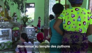 En Birmanie, un temple bouddhiste devenu havre pour pythons