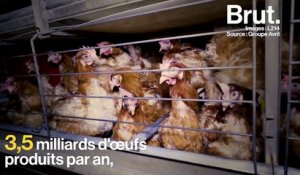 L214 dévoile une vidéo choc sur l’élevage intensif des poules