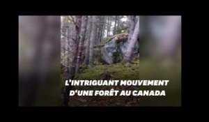 Cette forêt "respire" pendant la tempête au Canada