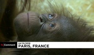 Java, un orang-outan né à Paris