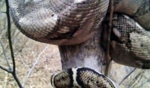 Il trouve un python emmêlé dans un arbre... Animal impressionnant