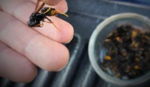 Les apiculteurs des Hautes-Alpes face au frelon asiatique