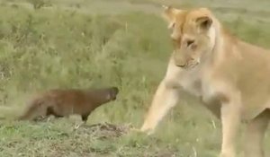 Une mangouste met un coup de pression à deux lionnes