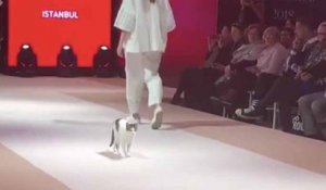 Un chat s'incruste sur le podium pendant un défilé de mode