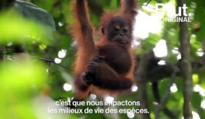 La présidente du WWF France s’alarme du dernier rapport "Planète Vivante"