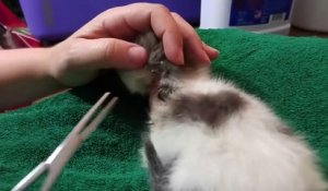 Regardez la taille de la larve qu'il retire du coup de ce pauvre chaton... parasite géant