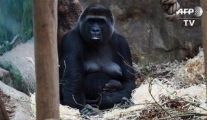 Au zoo de Beauval, la famille gorille s'agrandit