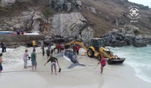 Tout ces brésiliens se mobilisent pour venir en aide à cette baleine échouée sur Praia Grande