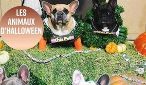 Halloween : les chiens des célébrités
