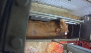 Accusé de maltraitance animale, un abattoir fermé en France
