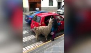 Insolite : ce lama prend le taxi pour rentrer à la maison