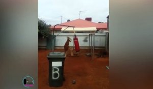 Un Kangourou boxe dans un sac de frappe dans le jardin de cet homme
