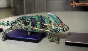 Un caméléon change de couleur en marchant sur des disques durs et c'est époustouflant