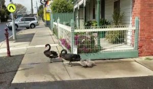 Une famille de cygnes traverse la route