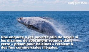 Triste découverte d'une "prison" pour baleines en Russie