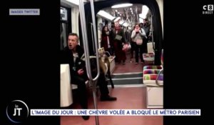 Paris : il vole des chèvres et les emmène dans le métro - ZAPPING ACTU DU 14/11/2018