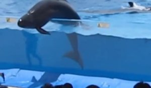 Un dauphin chute hors du bassin en plein spectacle dans un aquarium