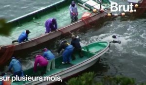 Au Japon, des chasseurs tuent quotidiennement des dizaines de dauphins