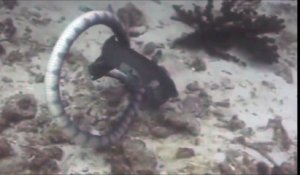 Terrible combat entre une murène et un serpent de mer