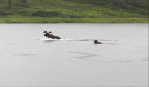 Un ours affamé prend en chasse un élan - Denali National Park
