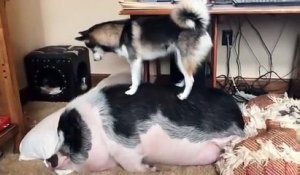 Ce chien tente de réveiller son copain le cochon flemmard...
