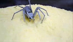 La technique de camouflage de cette araignée des sables est impressionnante
