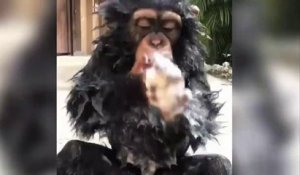 Cette petite chimpanzé s'appelle Limbani - Miami