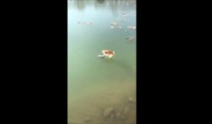 Des millions de vues pour ce chat qui essaye désespérément d'attraper un poisson dans l'eau glacée