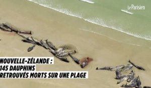 Nouvelle-Zélande : 145 dauphins retrouvés morts sur une plage