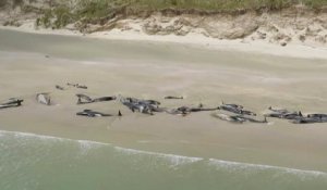 Près de 150 dauphins-pilotes échoués sur une plage néo-zélandaise