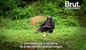 En RDC, cette réserve est un sanctuaire pour les bonobos