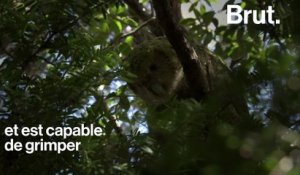 Le kakapo de Nouvelle-Zélande est menacé