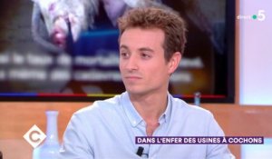 Hugo Clément : dans l'enfer des usines à cochons - C à Vous - 29/11/2018