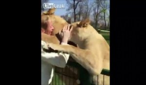 Retrouvailles émouvantes entre 2 lions et leur dresseur après 7 ans de séparation !
