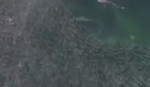 Regardez ces images magnifiques de requins qui chassent dans un banc d'anchois