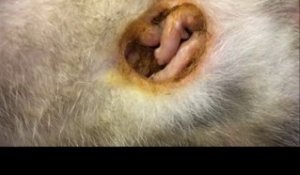 Cette maman opossum a ses bébés dans sa poche ventrale
