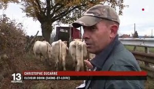 Sécheresse : les éleveurs contraints de vendre leur bétail