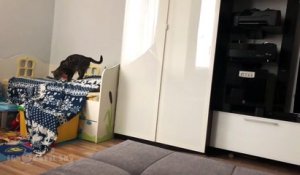 La démarche trop marrante d'un chat qui vole une couverture