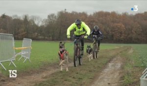 Découvrez le bikejoring : les courses de VTT canines !