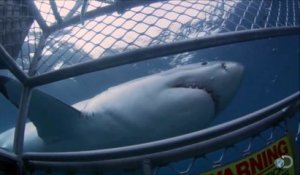 Un énorme requin blanc s'en prend à une cage de plongée. Fou